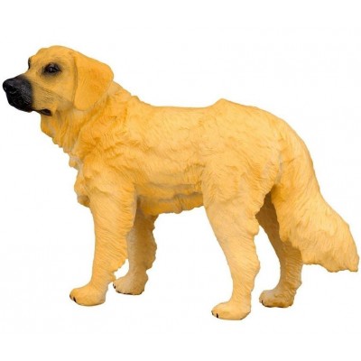 Golden retriever m collecta 