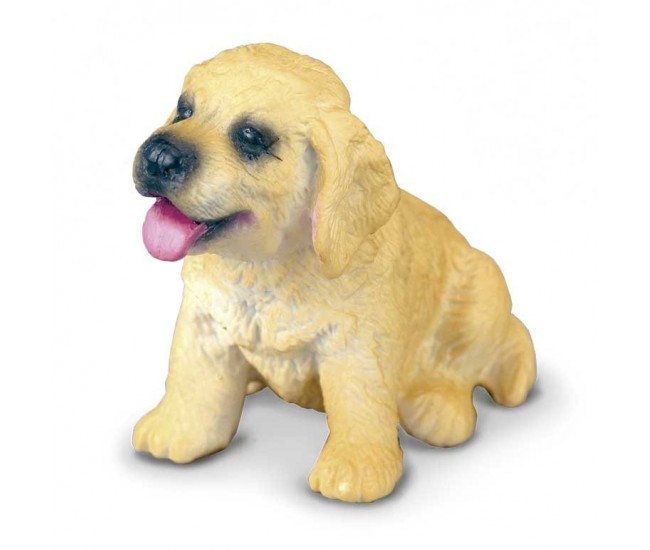 Golden retriever pui s collecta 