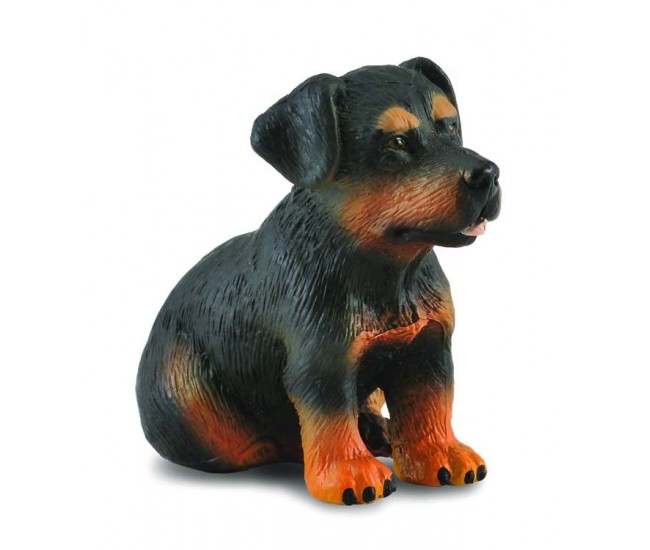 Catelus rottweiler - collecta