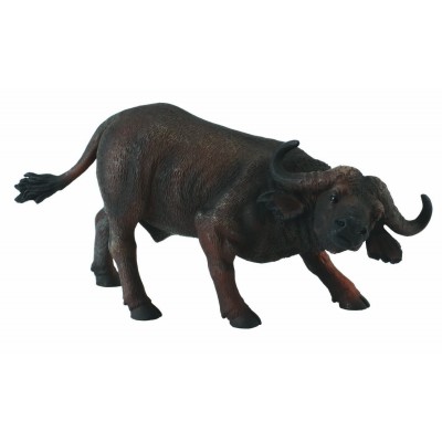 Bivol african - collecta