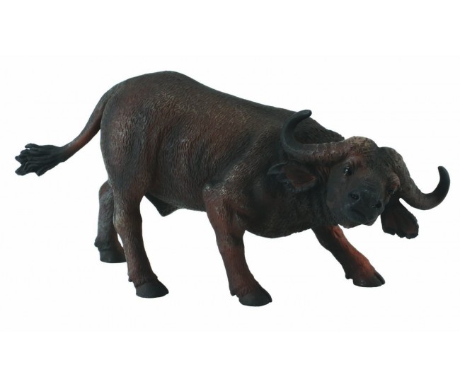 Bivol african - collecta