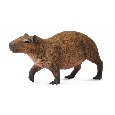 Capibara- collecta