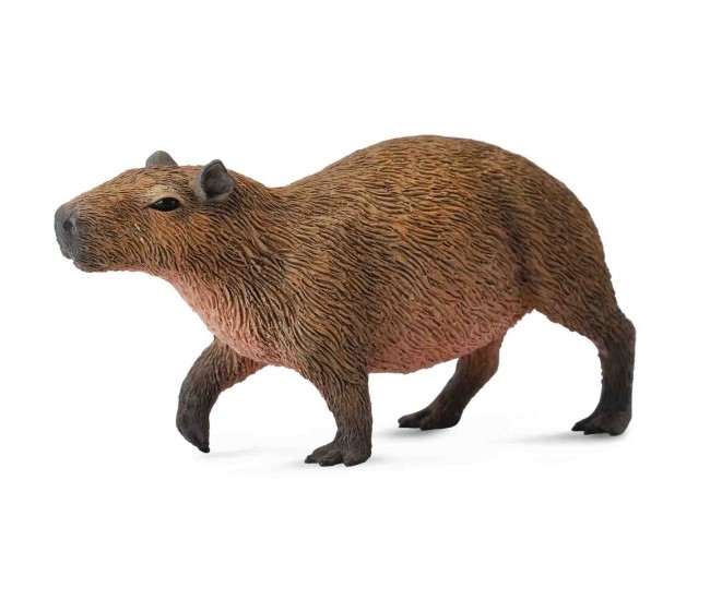 Capibara- collecta