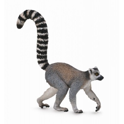 Lemur cu coada-inel - collecta