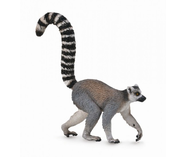 Lemur cu coada-inel - collecta