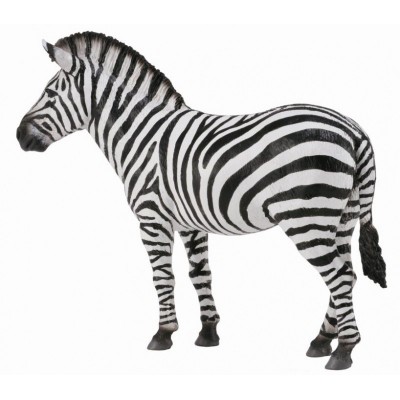 Zebra - collecta