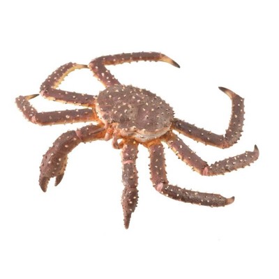 Figurina crab regal pictata manual xl collecta