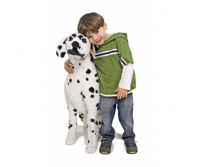 Catel dalmatian din plus