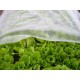 Folie textila alba protectie plante 1,6x10m(17g/m)