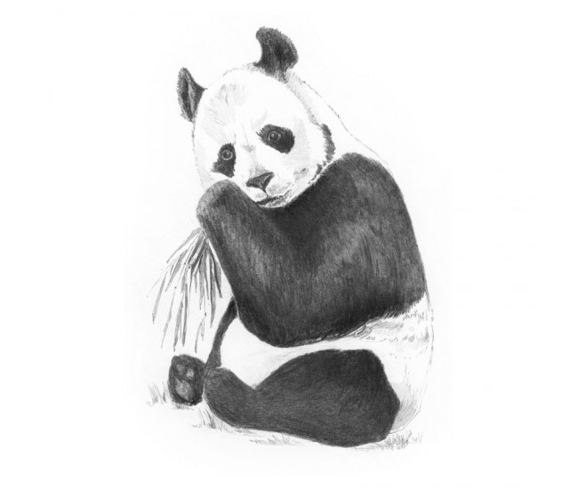 Crochiu incepatori-Panda 13x18 cm