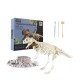 Set educativ paleontologie descopera fosile dinozaur Tyrannosaurus Rex